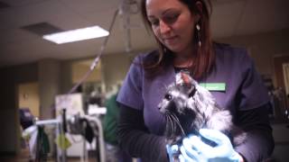 Veterinary Referral Emergency Center - I-131 Therapy