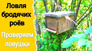 Развешиваем ловушки для ловли бродячих роев