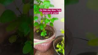 Tulsiplant#ibgarden #nature#fridaydaybestforpooja#tulsimatapooja