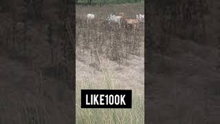 cow गाय form natural life trees short beta 100k like cow cow subscribe likes like cow cow ox cow sho