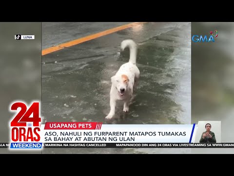 Aso, nahuli ng furparent matapos tumakas sa bahay at abutan ng ulan 24 Oras Weekend