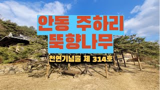 안동 주하리뚝향나무 천연기념물 제314호