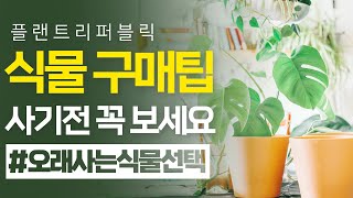 SUB) 오래사는 식물 구매팁!｜건강한 식물 특징｜a plant shelf｜플랜테리어｜식물고르기｜Plant Buying Tips｜구매꿀팁｜flower｜안 죽는 식물｜