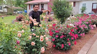 la mejor manera para plantar las rosas les enseñare paso por paso Hazlo tu mismo