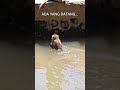 MONYET BISA BERENANG🐒#monkey#monkeyvideo#funnyanimals#funny#funnyvideo#monyet#monyetlucu#cuteanimals