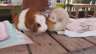 【池田動物園公式】モルモットのニンジン奪い合い！！