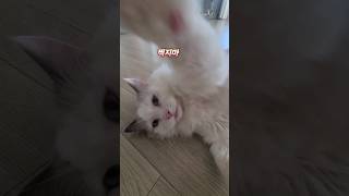 집사가 귀찮은 랙돌의 한마디 #cat #랙돌 #고양이일상 #고양이영상 #집사 #고양이