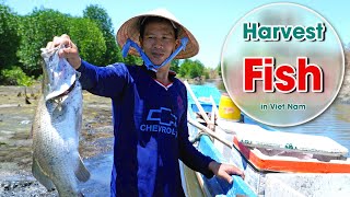 Fish harvesting by rural Vietnamese people