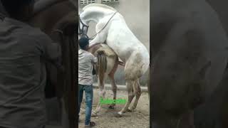 horse mating #horsemating