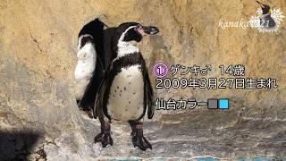 海響館 10羽のペンギンが 仙台うみの杜水族館 へお引越し