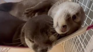 Twin otters hanging together on the hammock 😍🥰🦦🦦|Cute  Otter