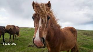 Two Steps from Hell - impossible ( horses )
