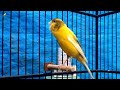 belgian canary singing canary singing for training