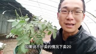 即将种植月季，这样的月季拉到市场能卖上30一盆吗？试试吧。