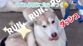 ハスキー犬姉妹 爆走姉妹？！😆🤗 #ハスキー犬 #いぬ #かわいい #大型犬 #癒し #husky #shorts