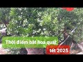 Bắt hoa quất cảnh đúng tết. #quất tết 2025.  cắt nước bắt hoa quất chum ,quất chậu #quatcanh #bonsai