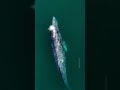 gray whale rolling over