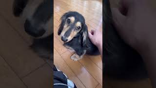 犬もくすぐったいの？