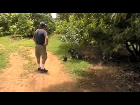 Frequently Asked Questions Growing Lychee Trees Frequently Asked Questions Growing Lychee Trees