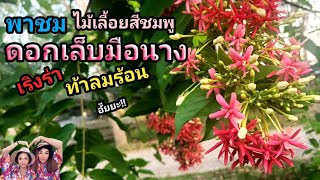 #พาชม#ไม้เลื้อยสีชมพู#ดอกเล็บมือนาง เริงร่า ท้าลมร้อน อั๊ยยะ!!EP.292#ไม้แดด