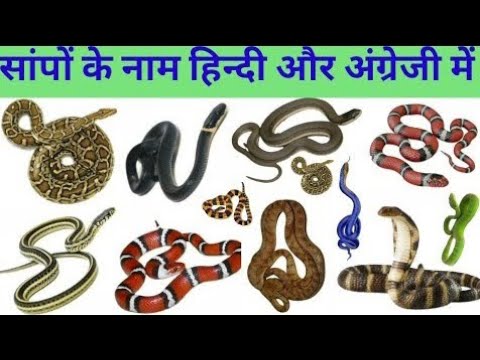 Snakes Name In English And Hindi Snakes Vocabulary|सांपो के नाम हिन्दी ...