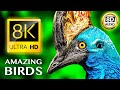 AMAZING BIRDS 8K ULTRA HD • 8D AUDIO |  Indian Parrots #birds