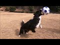 しつけ失敗した犬のシャンプー＆カット🚿ボーダーコリーのトリミング🐕dog border collie trimming🐾