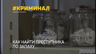 Алтайские криминалисты освоили опознания по запаху