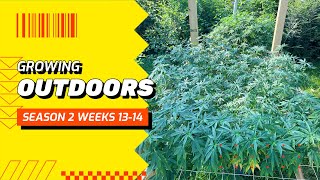 Growing outdoors weeks 13-14  Donutz Triploid and Skywalker OG