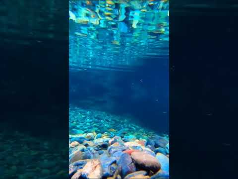 underwater photography tips #shorts #ytshorts #ytshort