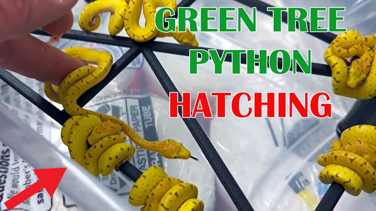 Green Tree Python Hatching Set Up Youtube