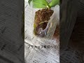 【植物】蘭の植え替え