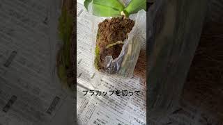 【植物】蘭の植え替え