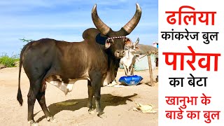 Beautiful black original pure Kankrej bull named ‘ढलिया’ in kutch wild kankrej region by Maldharies