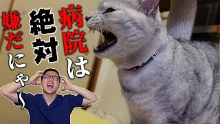 ねこの病院嫌いは獣医さんのせい！？～病院を好きになる方法を紹介～