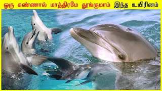 ஒரு கண்ணால் மாத்திரமே தூங்குமாம் இந்த உயிரினம் FACTS ULAGAM TAMIL