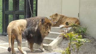 茶臼山動物園の仲良しライオン夫婦・臼三とつむぎ 2023年5月13日  Vol.9