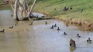 American coot running