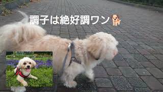 おはようございます 今日も元気に ポッキー相模原公園の散歩です🐶