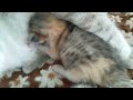 ひたすら眠る子猫がかわいい　　sleeping kitten