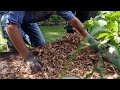 The Garden Gurus - Mulching Naturally