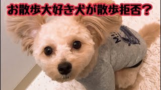 散歩開始３分で散歩拒否した犬。拒否理由は？