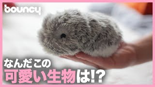 【残りわずか】モフモフ、モフモフモフモフ♪ おい可愛すぎだろ！ 夢中でモフれるペット型ロボ「MOFLIN」