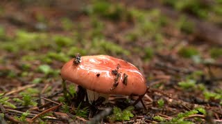 Ne faites pas cette erreur en identifiant un champignon potentiellement toxique - reportage