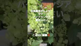 明日矢祭園芸さんのハイドランジアパニキュラータサマーハイドランジアを詳しく紹介いたします🎵