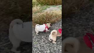 【パグ】全力疾走するイヌとジョギングの飼い主🐶