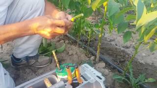 Walnut flute budding method - Altoire nuc metoda fluier - 2016 august - Grecia -