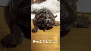 【マッサージが気持ちいい亀さん】 #ミシシッピニオイガメ #可愛い動物 #癒し動物