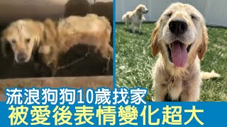 流浪狗狗10歲找家 被愛後表情變化超大