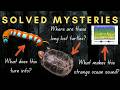 Four Solved Scientific Mysteries